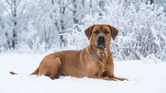 Warum Broholmer hier und in der ganzen Welt an Popularität gewonnen haben