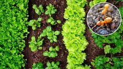 Wie man Ameisen im Bett loswird: Tricks, die funktionieren