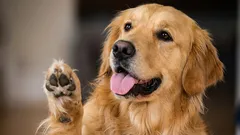 Saubere Pfoten in 5 Minuten: einfache Anleitung für Hundebesitzer - Winterspaziergänge sind kein Problem mehr