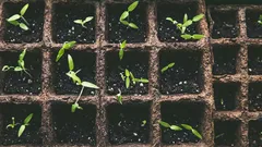 Was man im Januar auf Setzlinge sät: welche Blumen und Gemüse