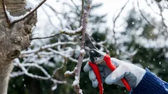 Der Trick der Gärtner im Januar. Sie tun es mitten im Winter und erzielen Rekordernten.